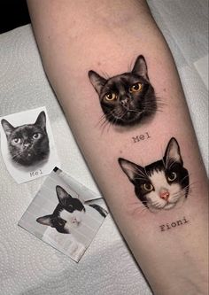 two cats and one cat are on the arm