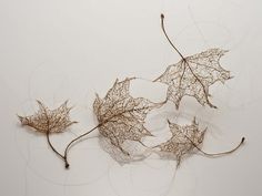 three dried leaves laying on top of each other in front of a white background,