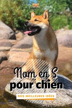 a brown dog sitting on top of a rock next to the water with its tongue out