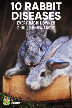 two rabbits sitting on top of each other with the words 10 rabbit diseases every rabbit owner should know about