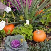 an assortment of plants and flowers in a garden area with pumpkins on the ground