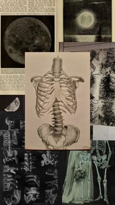 some drawings and pictures of human bones in black and white, including an image of a woman's torso