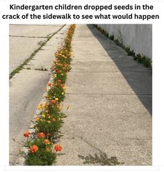 a long row of flowers on the side of a road next to a wall and sidewalk