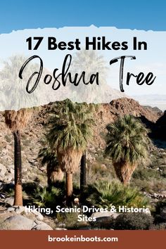 palm trees in the desert with text overlay that reads 17 best hikes in joshua tree