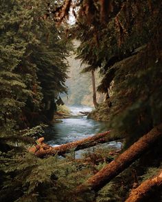 a river running through a forest filled with lots of trees