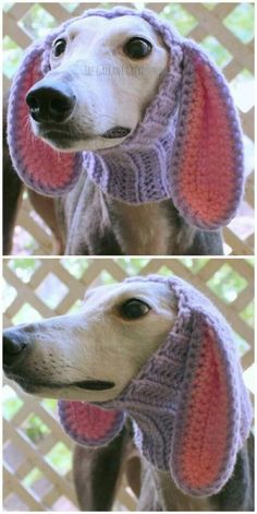 a dog wearing a knitted sweater with pink and purple stripes on it's ears