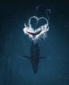 a whale in the water with its mouth open and heart shaped on it's back