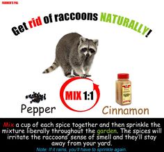 a raccoon is standing next to a bottle of pepper and some other things