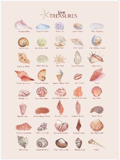 an illustrated poster with seashells and shells in different colors, on a pink background