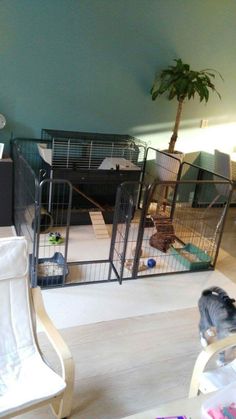 a caged in area with two chairs and a cat on the floor next to it