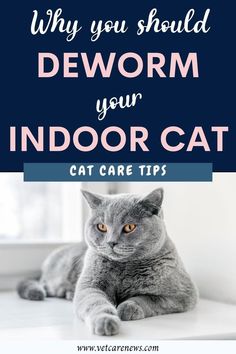 a gray cat sitting on top of a white table next to a window with the words, why you should dewor your indoor cat care tips