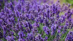 lavender flowers are blooming in the garden