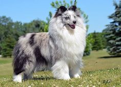 a fluffy dog standing on top of a lush green field with trees in the background