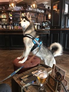 a husky dog sitting on top of a stool in a bar next to a beer