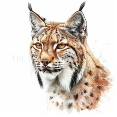 a watercolor painting of a lynx's face