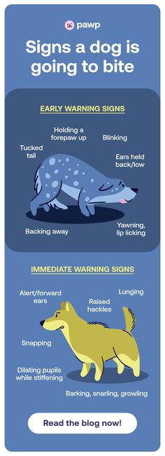 Signs a dog is going to bite Dilated Pupils, Dog Bite, Dog Body Language, Women Health Care, Dog Biting, Pet Care Tips, Body Language, The Signs