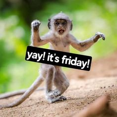 a monkey holding a sign that says yay it's friday