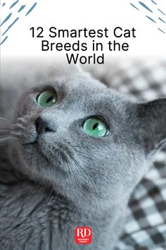 a gray cat with green eyes laying on top of a checkered bed sheet and text reading, 12 smartest cat breeds in the world