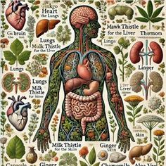 Lymph System, Body Conscious, Milk Thistle, Reflexology, Acupressure, Health And Wellbeing, Cool Tattoos