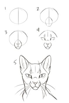 how to draw a cat's face with four different angles and the eyes are drawn