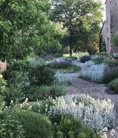 a cat sitting in the middle of a garden