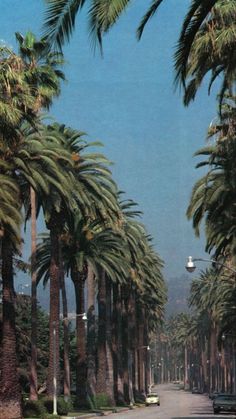 palm trees line the street in an urban setting