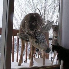 a cat is looking at a deer through a window with snow on the windowsill