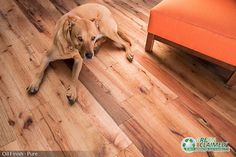 a brown dog laying on top of a wooden floor next to an orange chair and ottoman