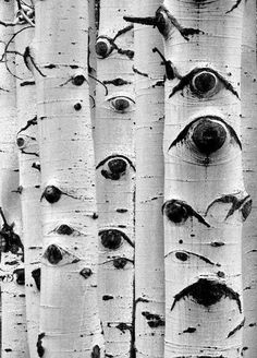 black and white photograph of eyes in the bark of a birch tree, taken from above