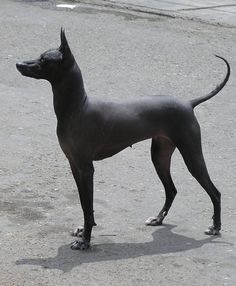 a black dog standing on top of a cement road