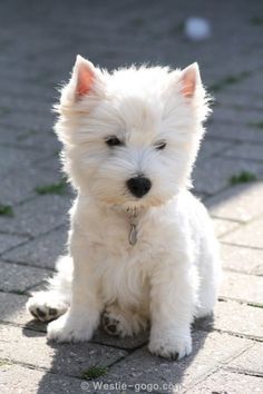 a small white dog sitting on top of a sidewalk