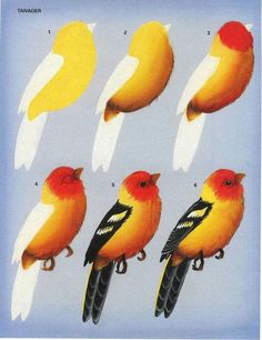 an image of birds with different colors on them