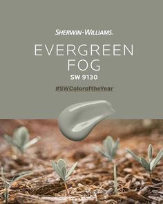 the cover of evergreen fog sw190 by sherylin - williams, featuring small green plants