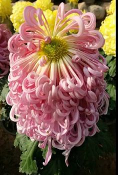 pink and yellow flowers with green leaves in the foreground, one large flower is blooming