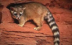 a brown and black animal standing on top of a red rock formation in the desert