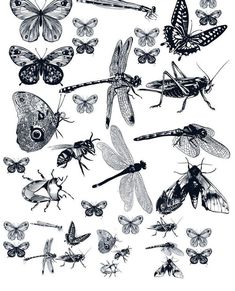 a bunch of different kinds of bugs and insects on a white background, vintage engraved illustration