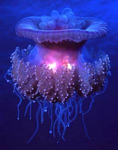 an underwater jellyfish with its lights glowing in the water's blue ocean waters