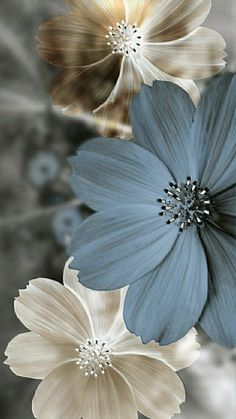 three different colored flowers are shown in this artistic photo with black and white background,