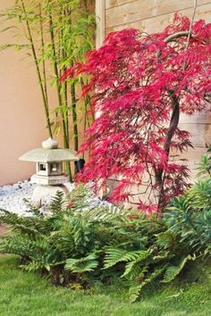 Red Maple Tree Landscaping, Meditation Garden Ideas, Japanese Maple Tree Landscape, Maple Tree Landscape, Japanese Maple Garden, Red Maple Tree, Plant Encyclopedia