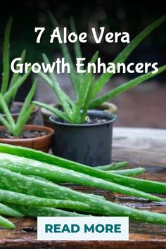 7 Aloe Vera Growth Enhancers Using Aloe Vera Plant, Planting Ginger Root, Planting Ginger, Diy Fertilizer, Succulent Fertilizer, Succulent Species