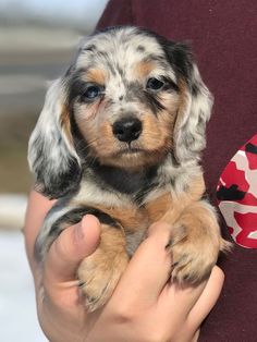 a person holding a small dog in their arms