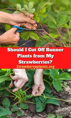 someone is cutting plants from the ground with scissors and strawberries in front of them