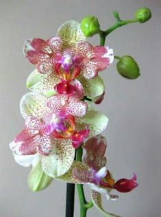 an orchid plant with pink and white flowers