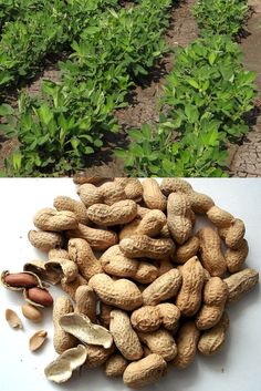 peanuts are the most nutritious food in the world