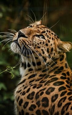 a close up of a leopard near some trees