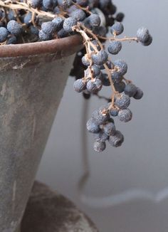 a close up of a plant in a pot with some berries on the top of it