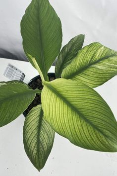 Easily order houseplants online and have them shipped right to your home. Australian House, Green Veins, Light Green