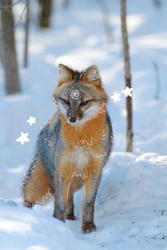 a fox standing in the snow with its eyes closed