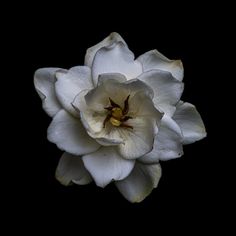 a white flower with brown stamens on a black background