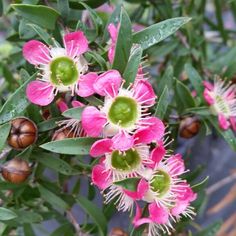 pink and white flowers with green leaves on them